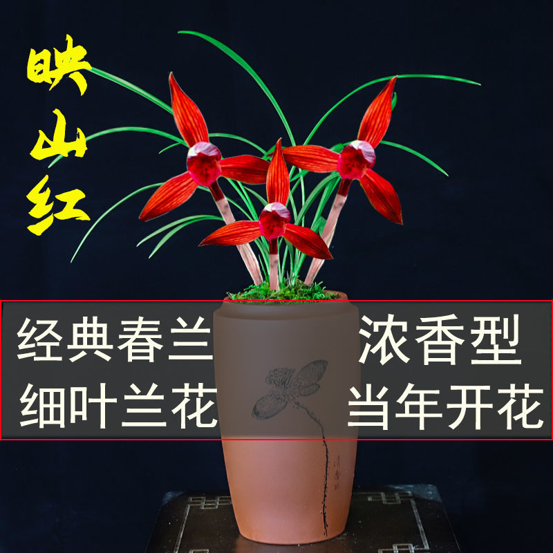 春季带花苞名贵细叶兰花苗春兰大全春剑天山芙蓉浓香型室内花卉草精品
