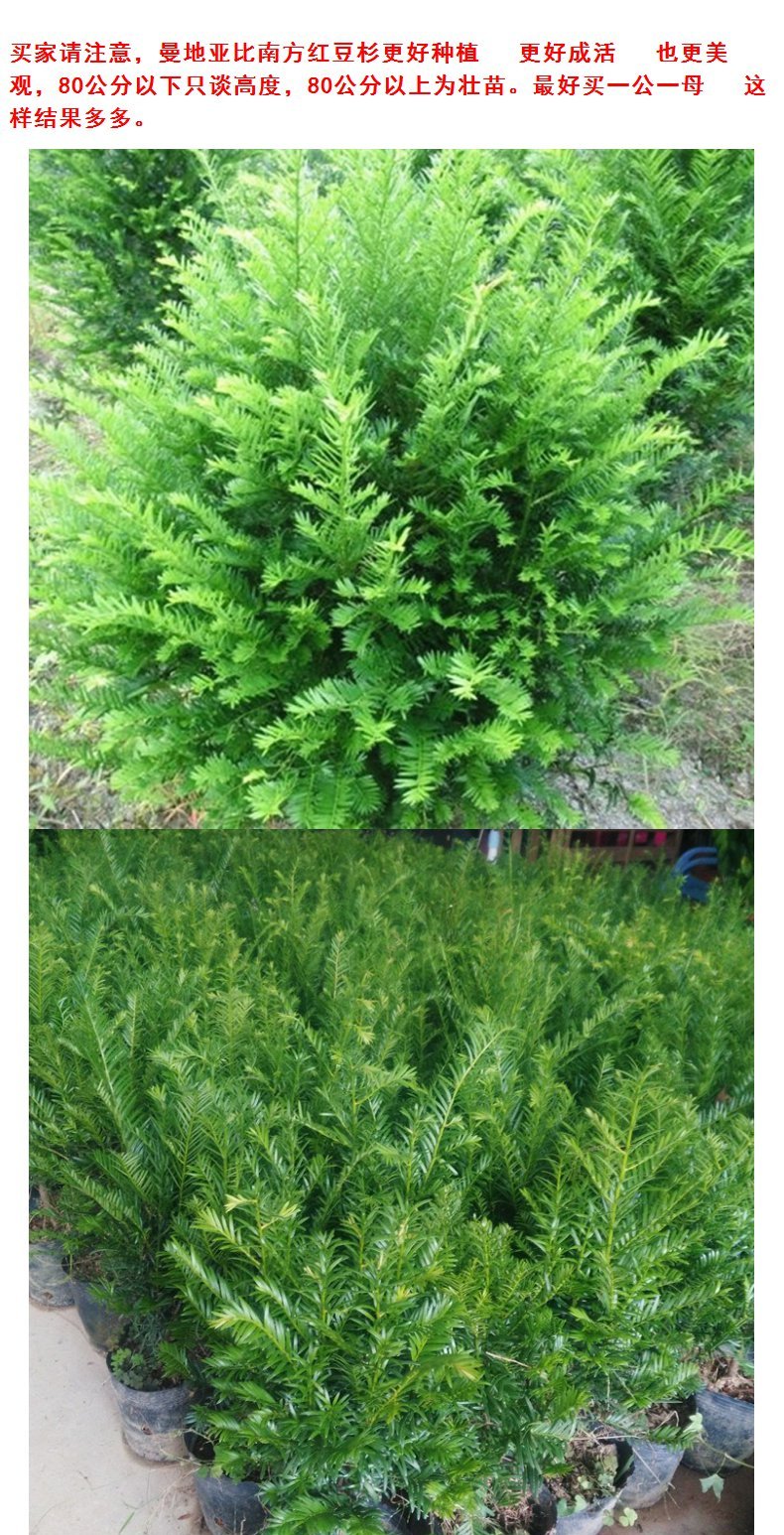 红豆杉树苗00正宗曼地亚红豆杉树苗南方红豆杉要想结果一公一母60厘米