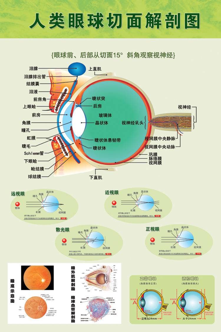 泪腺分布图人体眼部肌肉血管结构图医院眼科宣传画海报 眼睛操(绿色)