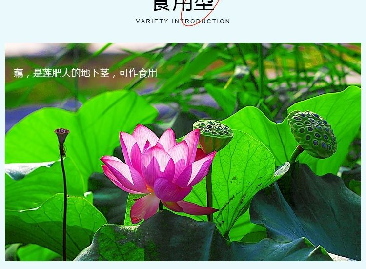池塘大型观赏荷花苗种藕苗莲藕种苗盆栽荷花种根苗莲藕苗莲花苗春水