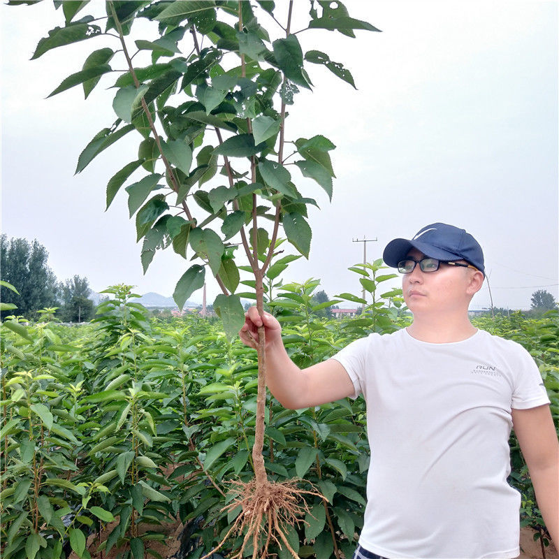 买1棵送1棵樱桃车厘子树苗当年结果盆栽室内南北方种植果树苗黑珍珠5