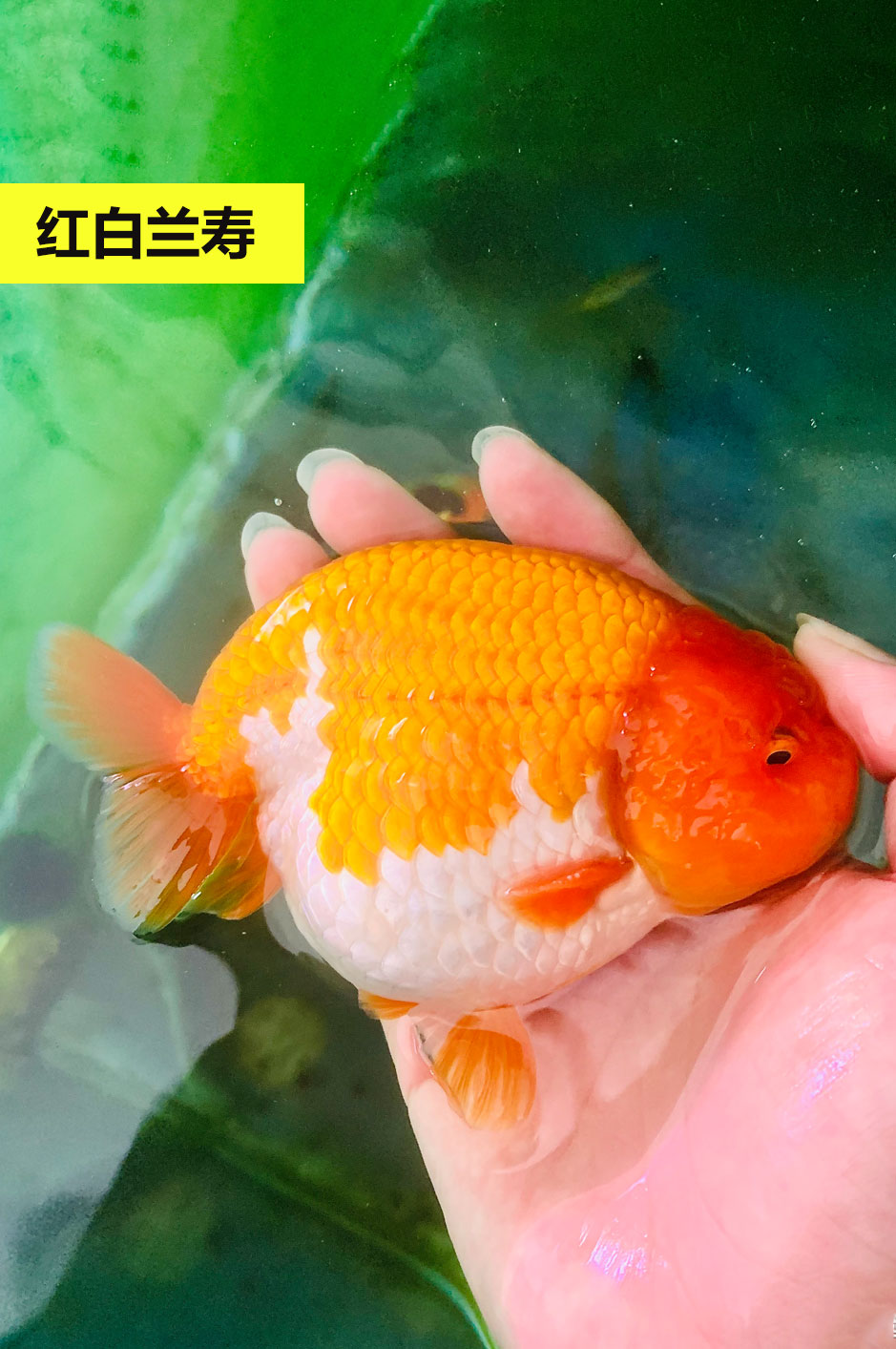 悦君心兰寿金鱼鱼苗精品奶牛纯种福州潘氏活鱼玉兔小尾苗子水墨练手