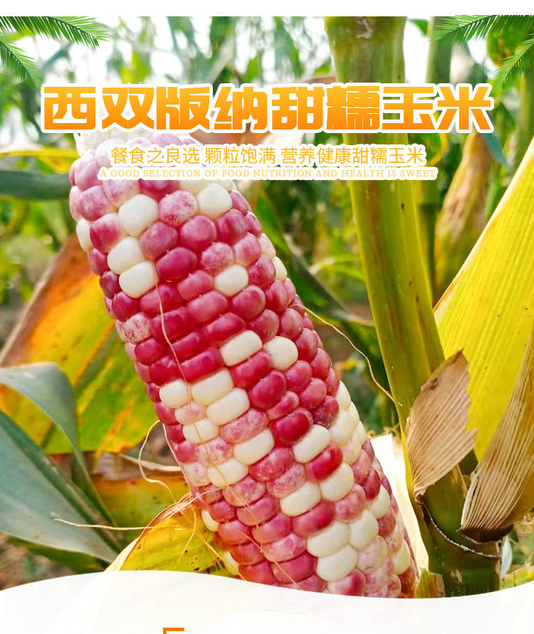 云南西双版纳香糯小玉米 新鲜现摘 甜糯玉米棒 代餐苞谷 真空包装 4斤