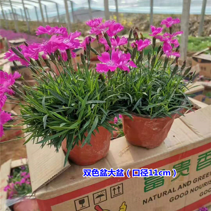 欧石竹花苗开花草坪山东青州耐寒盆栽花卉庭院四季常绿宿根多年生虎雀