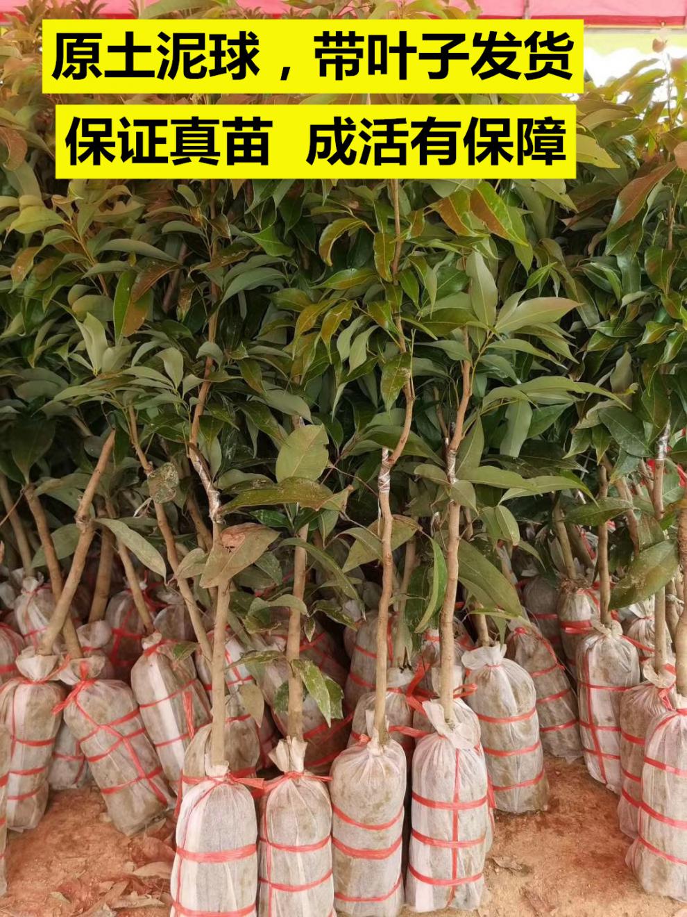 荔枝树苗嫁接桂味荔枝苗新品种水果苗南方种盆栽地栽当年结果2年苗