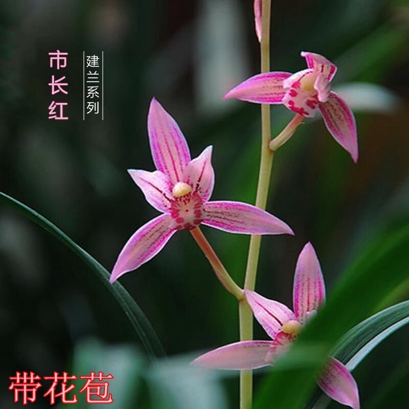 界梁山名贵兰花带花苞建兰春兰四季素心兰花苗出售花卉盆栽草好养墨兰