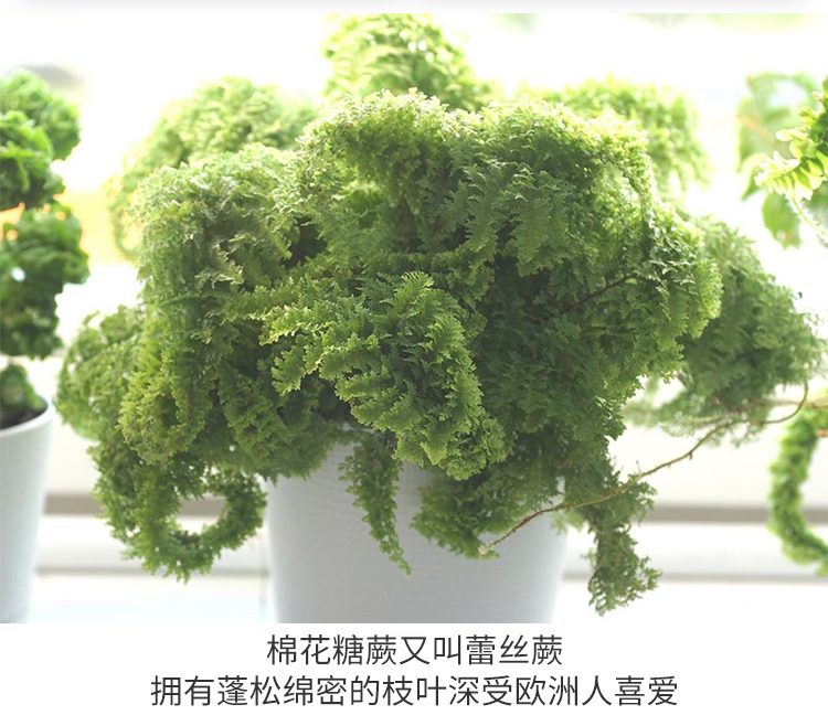 棉花糖蕨蕾丝蕨盆栽玛丽莎蕨类植物客厅绿植北欧ins风10cm简盆棉花蕨