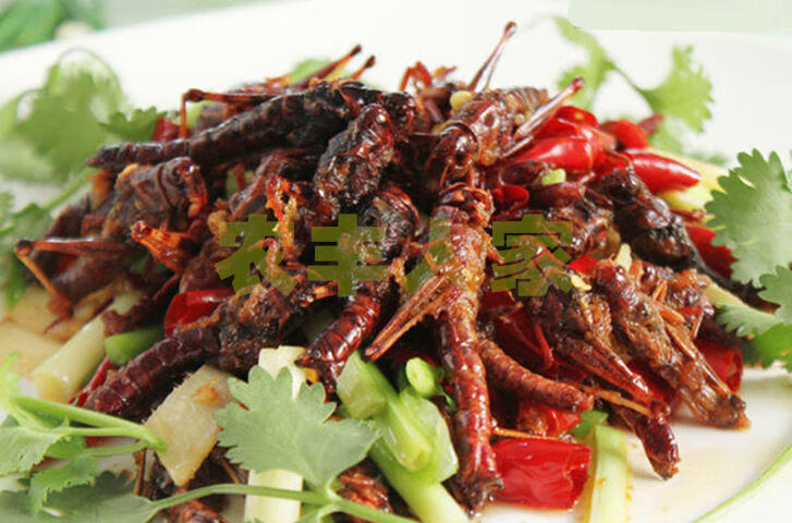 麻辣蚂蚱新鲜油炸活体蝗虫蚱蜢美食昆虫熟食小吃 椒盐