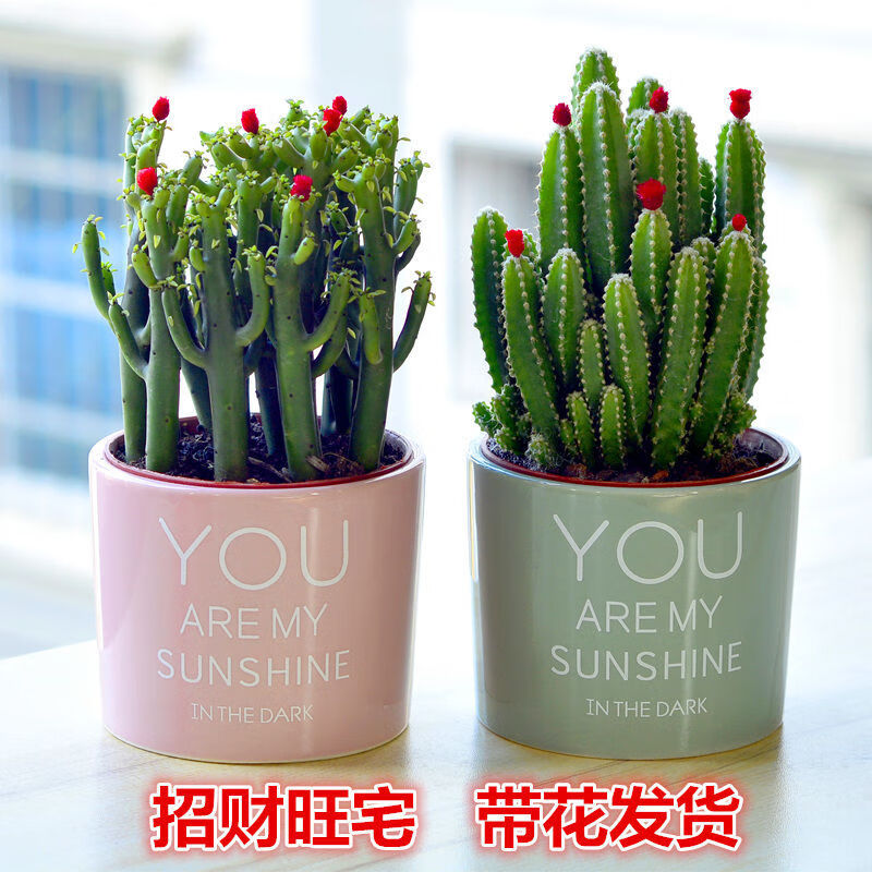 聚财山多肉植物仙人掌盆栽客厅绿植花卉室内办公室桌面好养吸甲醛聚财