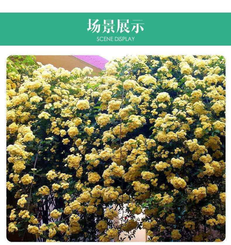 木香花苗七里香爬藤植物白红黄木香花苗盆栽庭院阳台四季攀援花卉 白