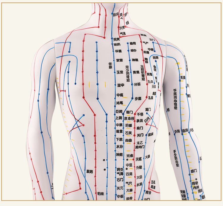 中医经络针灸人模人体穴位图模型人全身家用十二硅胶扎针练习皮人 70