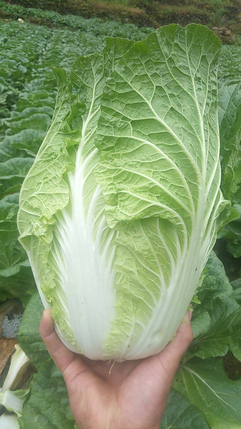 纳格兰大白菜种子山东大白菜抗病丰产口感好黄心白心山东大白菜蔬菜