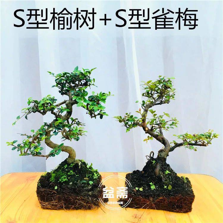 盆景植物造型福建茶小叶雀梅白蜡榆树老桩树桩四季常青开花结果基地s