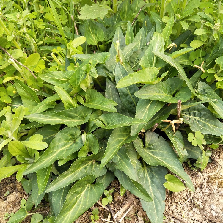 弘盈堂正宗生新鲜犁头草紫花地丁中草药铧头草梨嘴草玉如意草500g