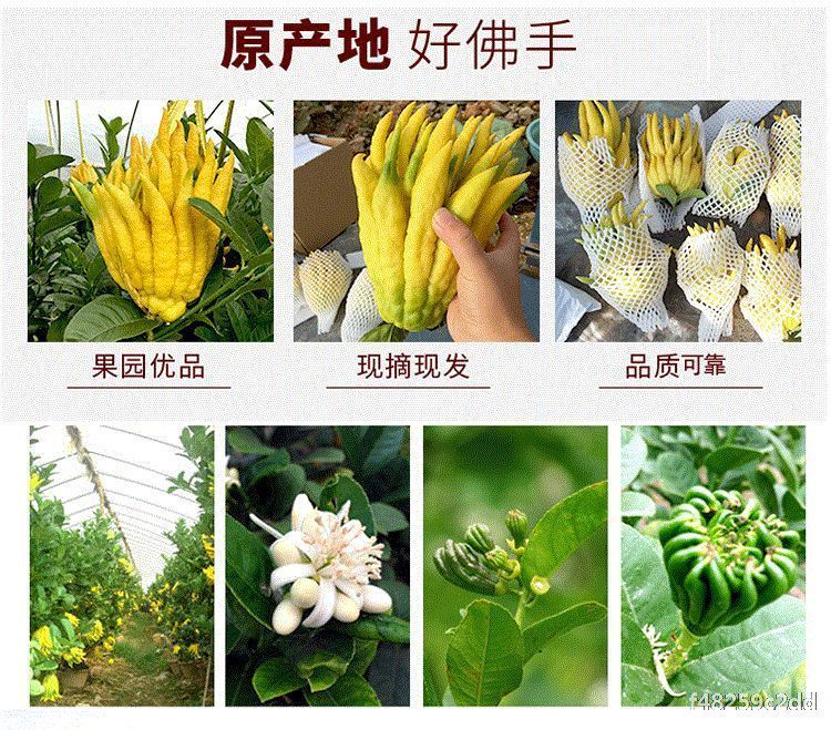 佛手盆栽带果发货 金华佛手柑苗果树苗金佛手室内外