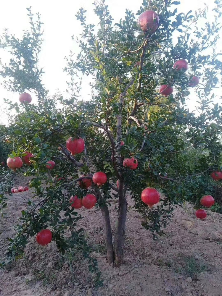 石榴树树苗嫁接突尼斯软籽无籽特大甜石榴阳台盆栽果树庭院当结果甜