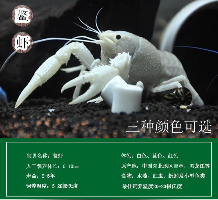鳌虾白色鳌虾佛兰天空蓝魔活体虾观赏虾活体宠物蓝色小鳌虾荣郁 白