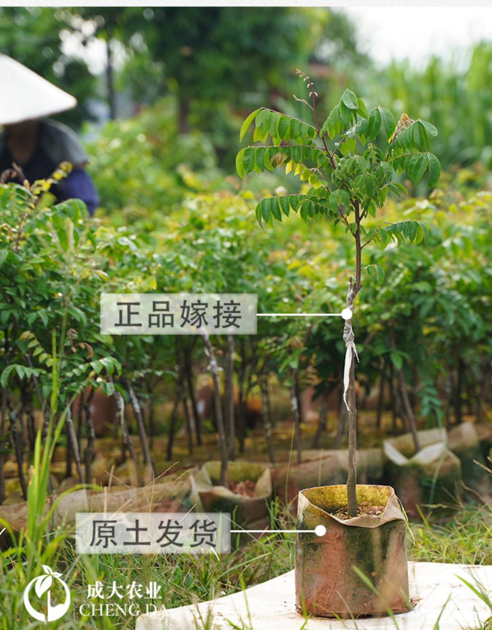杨桃树苗甜杨桃树嫁接果苗四季当年结果盆景阳台庭院地栽南方种植本地
