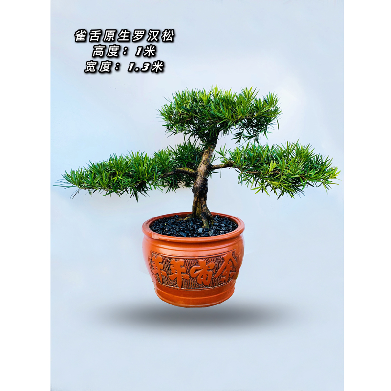 真柏盆景雀舌罗汉松盆景迎客松室内客厅办公桌三角梅绿植黄杨 绿色