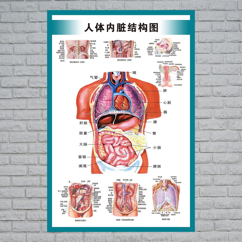 人体内脏解剖示意图医学宣传挂图人体器官心脏结构图医院海报全身器官