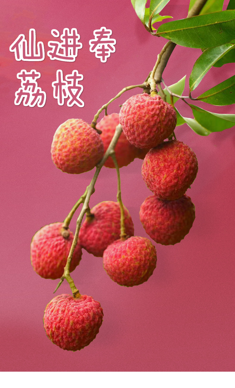 【仙进奉】正宗广东仙进奉荔枝新鲜小核入口即化好吃过 10斤装