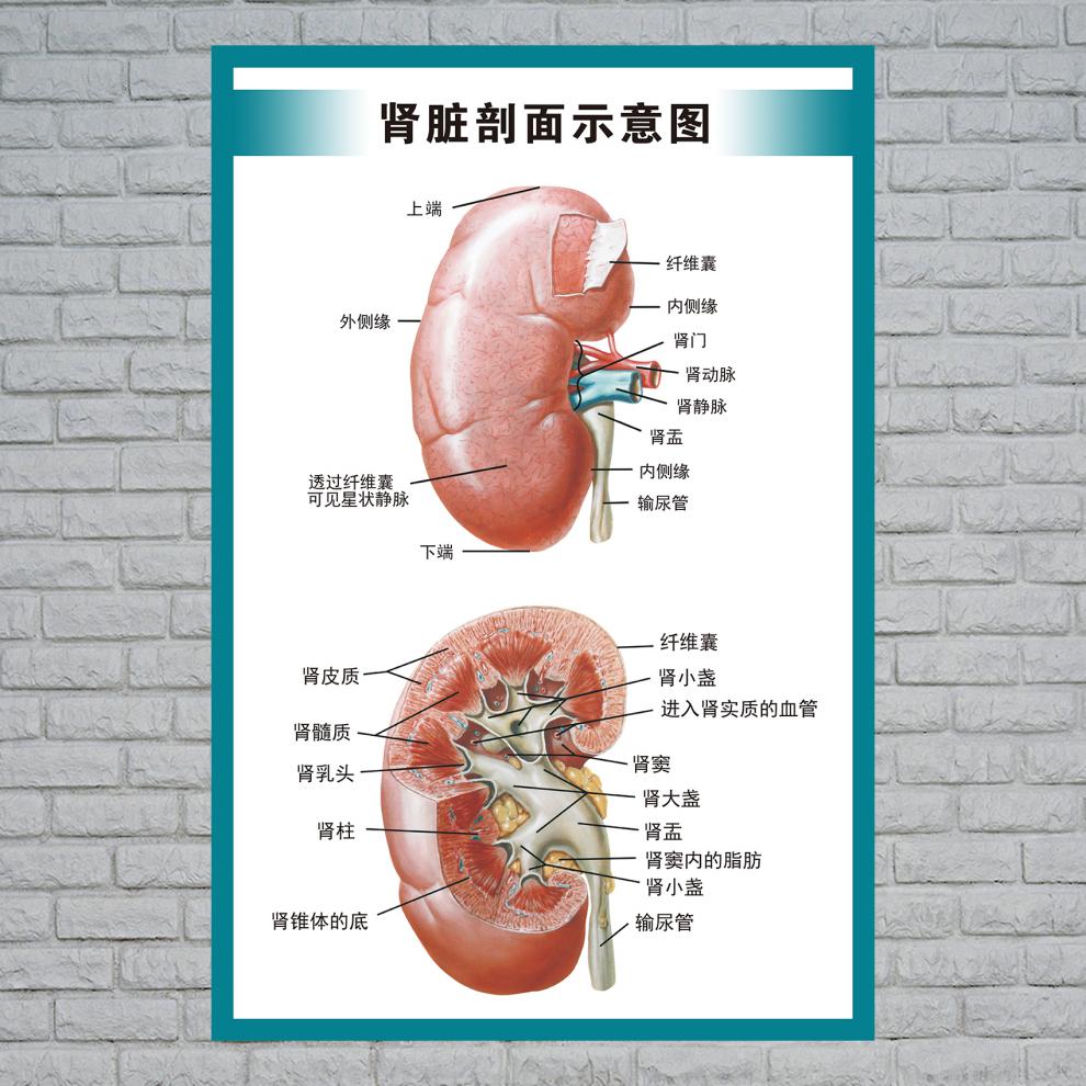 心脏结构示意图 人体内脏解剖示意图医学宣传挂图人体