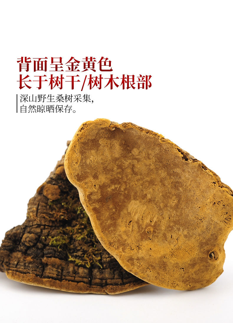 西藏金边桑黄桑树桑黄整枝桑黄中长白山桑黄野灵芝桑黄茶【御华滋补】