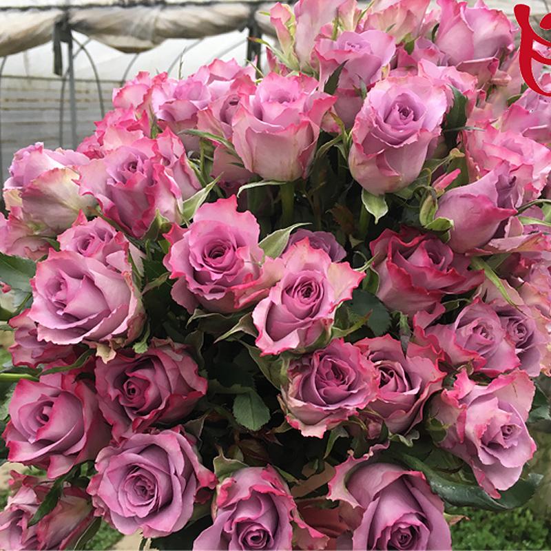 紫霞仙子新品切花玫瑰苗蓝紫色灌木月季花苗庭院阳台四季开花紫霞仙子