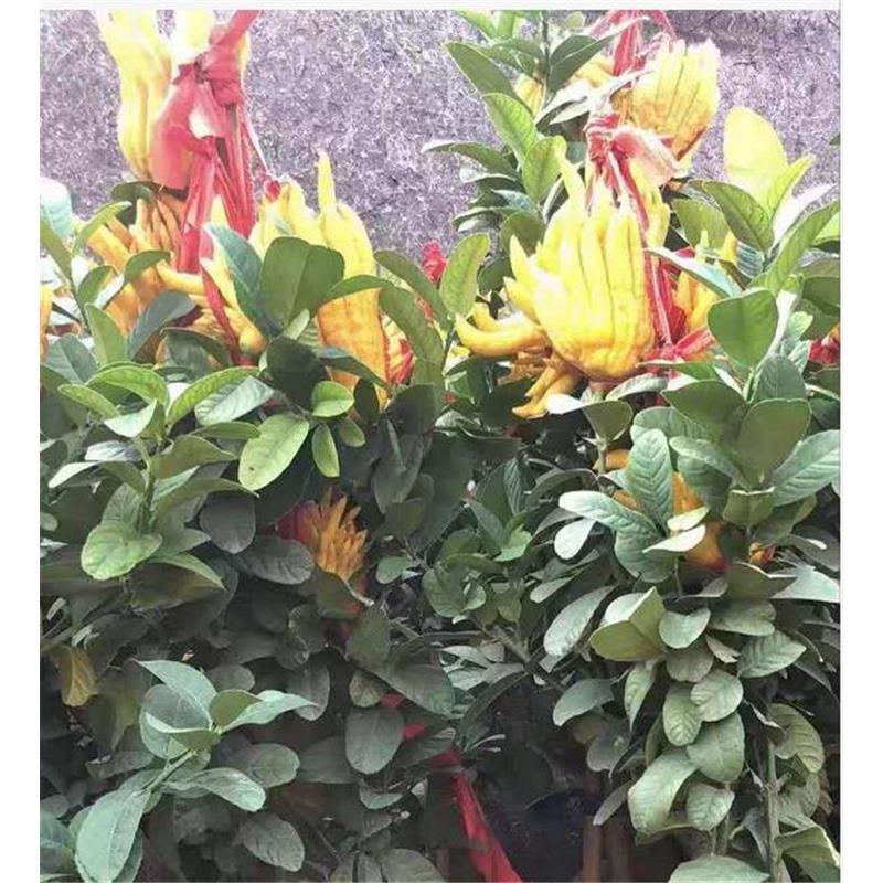 佛手盆栽带果金华千佛手苗盆景室内外阳台庭院花卉绿植可食用佛手4年