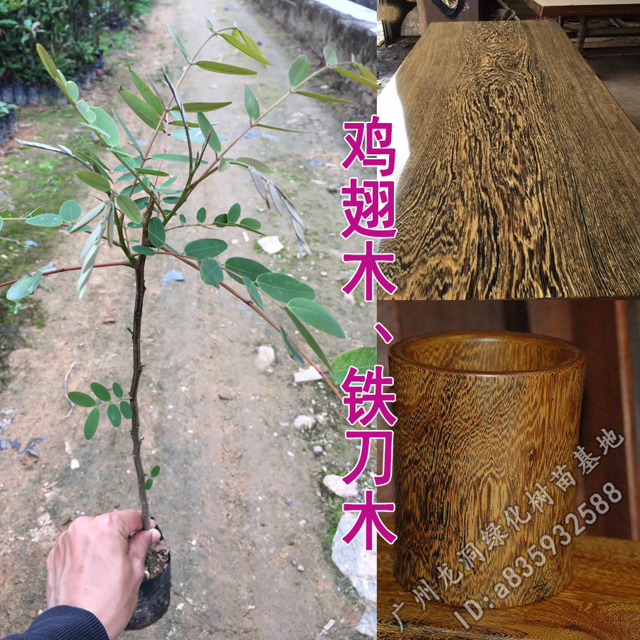 孟买正宗铁刀木树苗珍贵植物鸡翅木苗庭院绿化木材树种鸡翅木4050cm