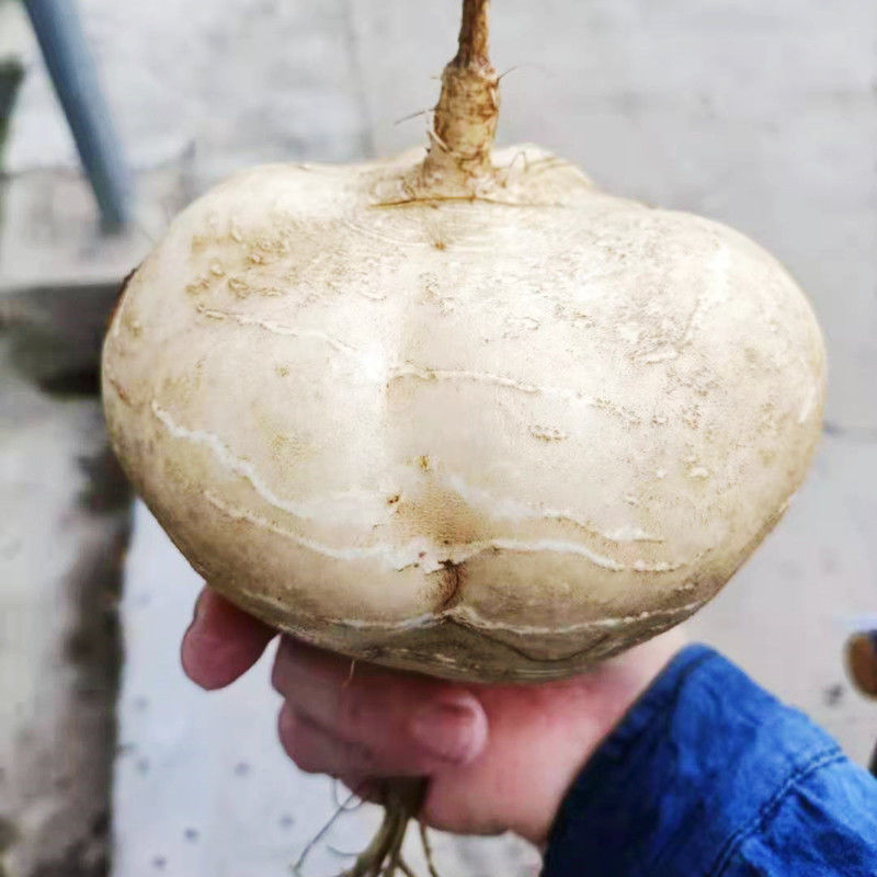 广西农家新鲜凉薯地瓜红土现挖白地瓜脆甜沙葛时令孕妇水果地萝卜3斤
