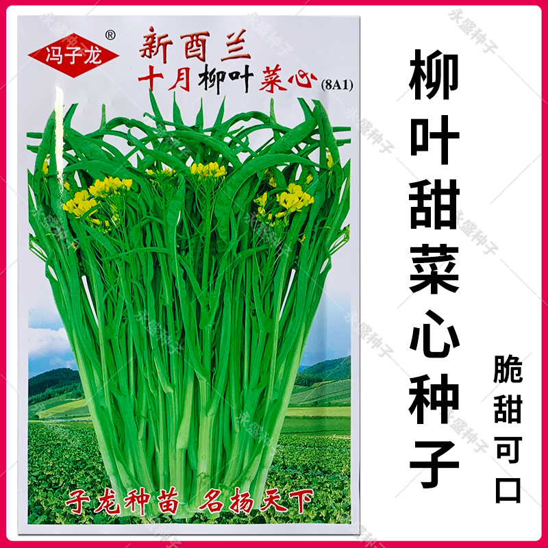 柳叶菜心种籽广西油菜籽种秋冬季柳尖菜心种细梗好吃甜菜心种子 柳叶