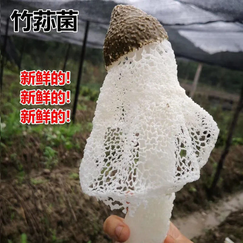 情人节礼物送男友送女友新鲜竹荪菌云南特色织金红托鲜竹荪特色菌菇
