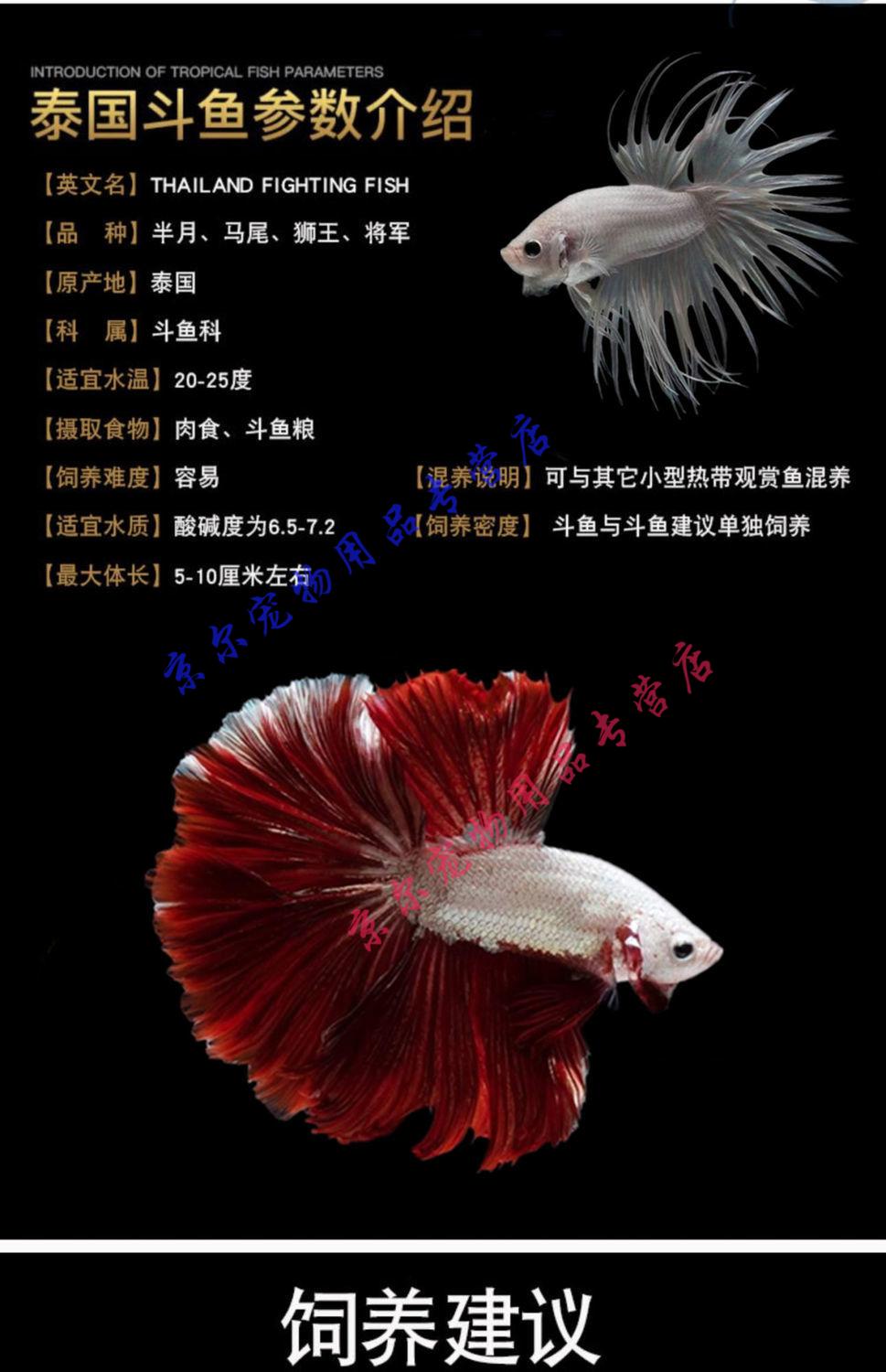 天弗泰国斗鱼活体半月狮王公母斗鱼繁殖宠物鱼淡水鱼苗热带观赏鱼小型