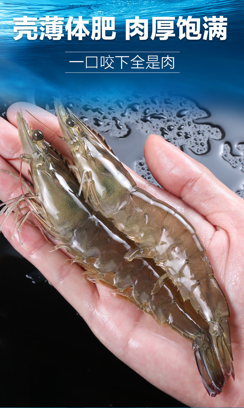 新鲜海捕大虾整箱超大鲜活基围虾海虾对虾海鲜冻虾活虾海鲜斓维品纯虾