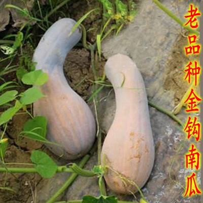 大金钩南瓜种子 黄狼南瓜 家庭阳台种菜盆栽 密本南瓜易种蔬菜籽 金钩
