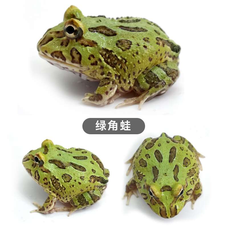 【京选推荐】角蛙爬宠两栖宠物青蛙蝌蚪绿角蛙黄金角蛙观赏非洲牛蛙