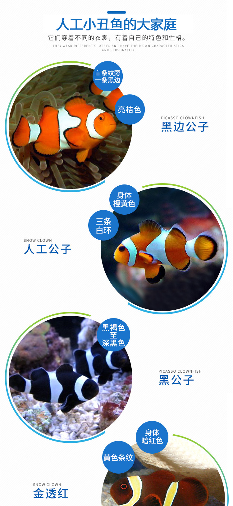 小丑鱼活体鱼 人工海水鱼兴国海洋快递包活黑边公子红小丑双带 黑公子