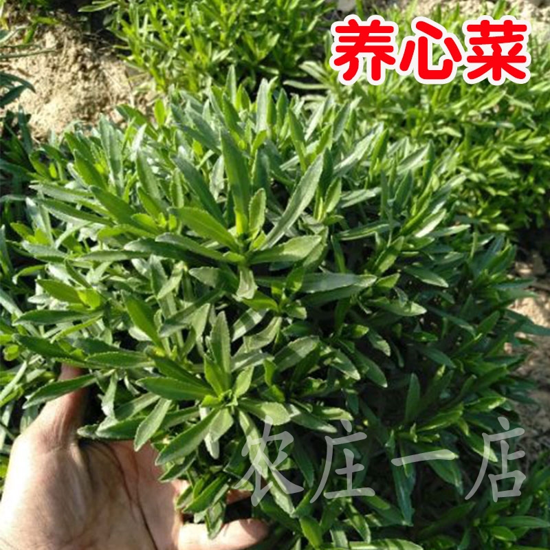 养心菜种籽养身菜子救心菜四季菜盆栽阳台野菜蔬菜种孑还阳草10包养心