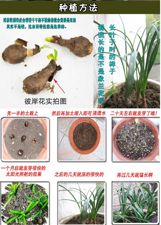菜友 彼岸花种球曼珠沙华石蒜室内外庭院抗寒多年生开花不断绿植物 混