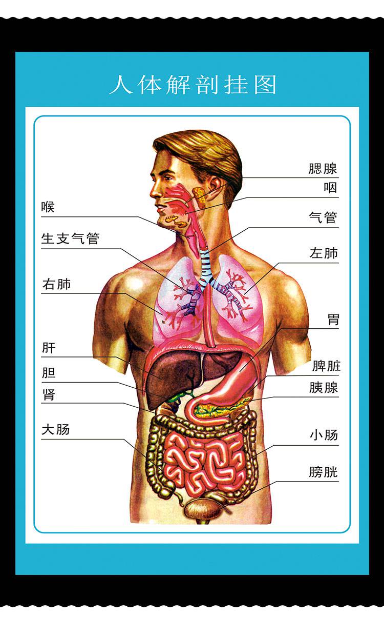 人体内脏解剖示意图医学宣传挂图器官心脏结构挂图画医