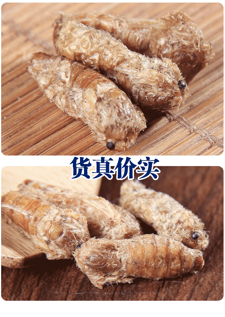 中药材雄蚕蛾纯公蝉俄晚娥魏蚕峨雄天蛾可磨粉未交配交尾雄蚕蛾整个的