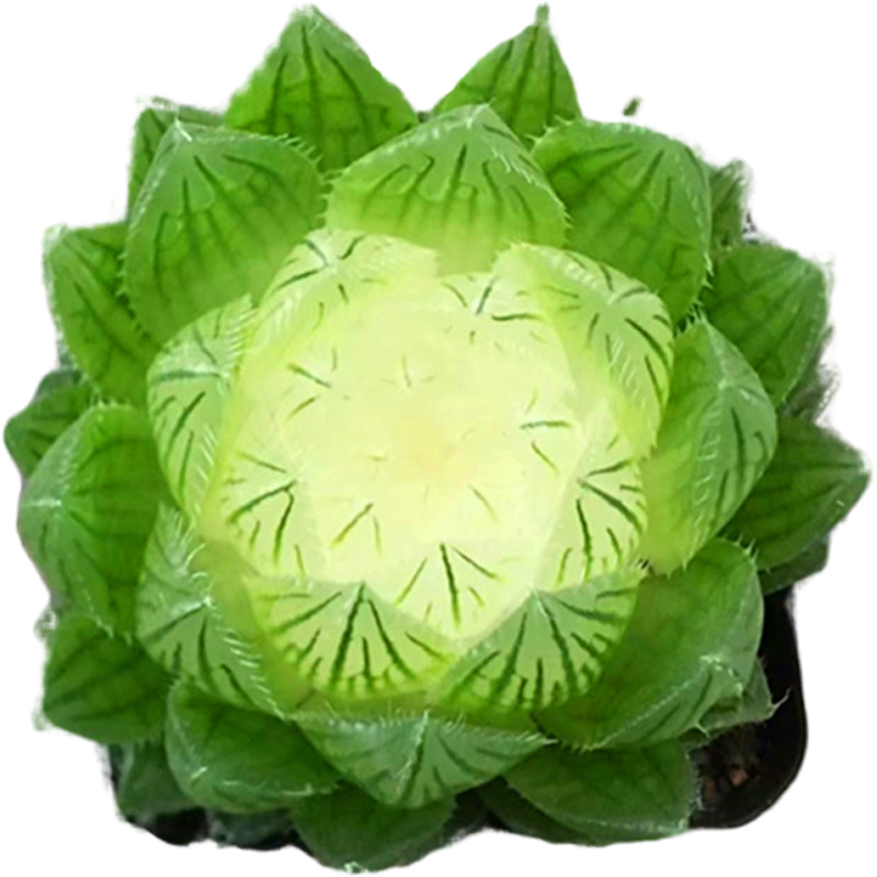 京选推荐宝莲灯玉露多肉植物稀有罕见绿植盆栽花卉新款四季非樱水晶瓷