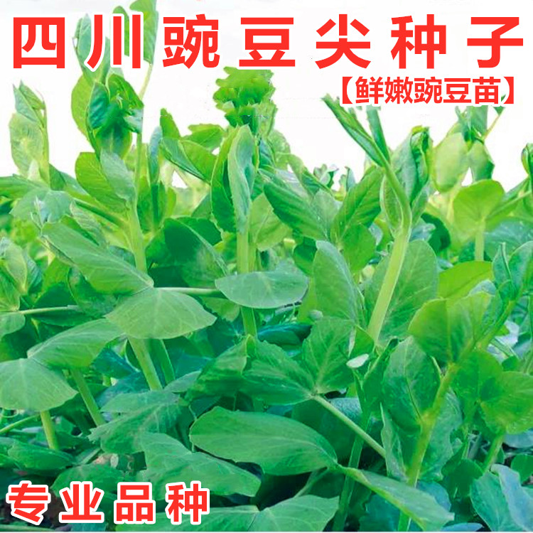 新选豌豆尖种子豌豆苗碗豆种籽龙须菜荷兰豆四川秋冬季田园蔬菜孑新选