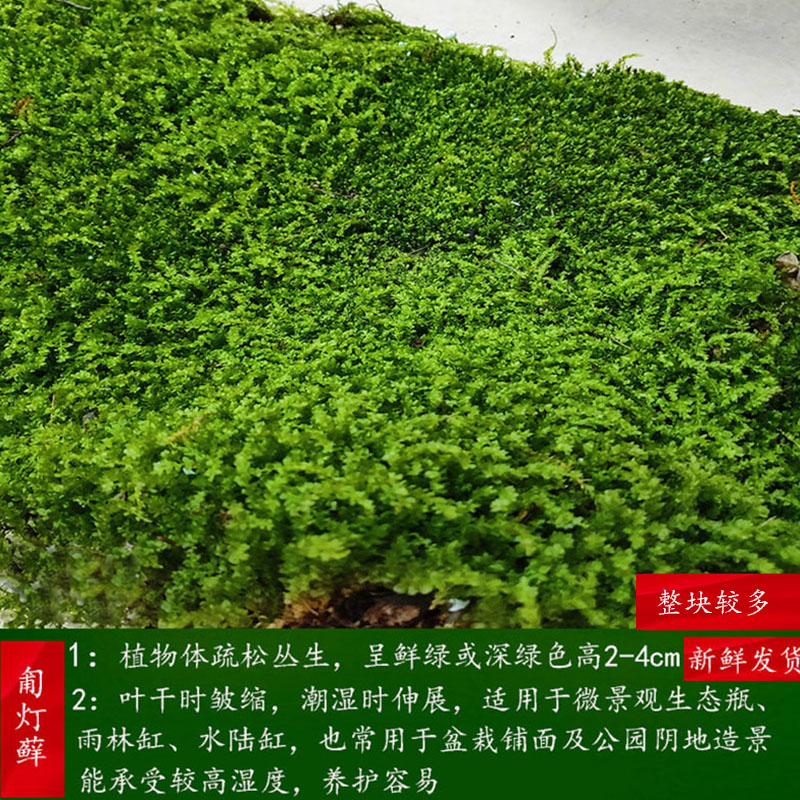soumiety青苔藓青苔苔藓植物鲜活假山水陆雨林缸 盆景造景铺面diy白发