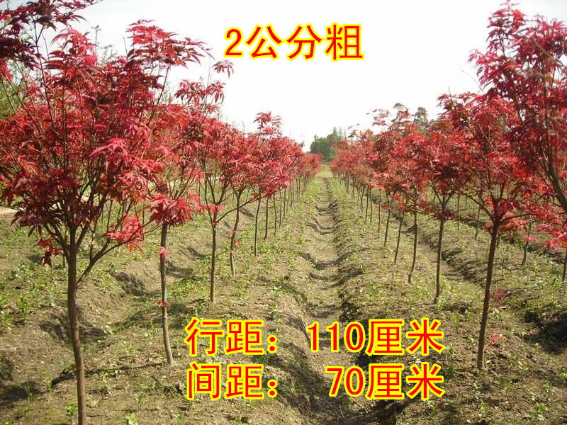 红枫树苗四季黄金枫庭院日本红枫原生红舞姬盆栽红枫小苗盆景红枫9