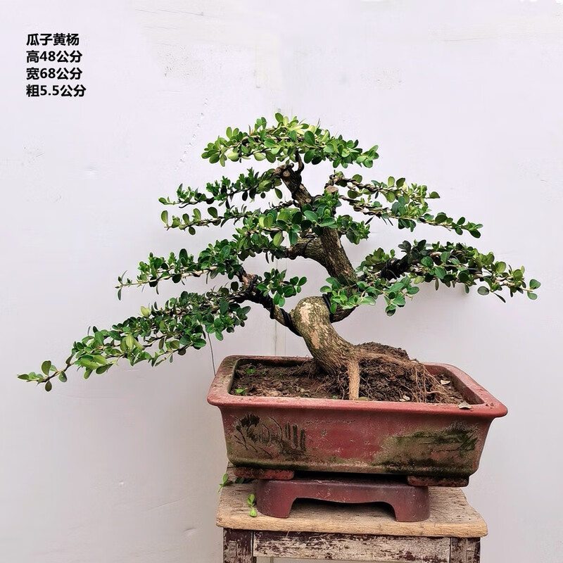 黄杨盆景瓜子黄杨精品黄杨造型黄杨树老桩盆景一物一拍盆景 桔红色 带