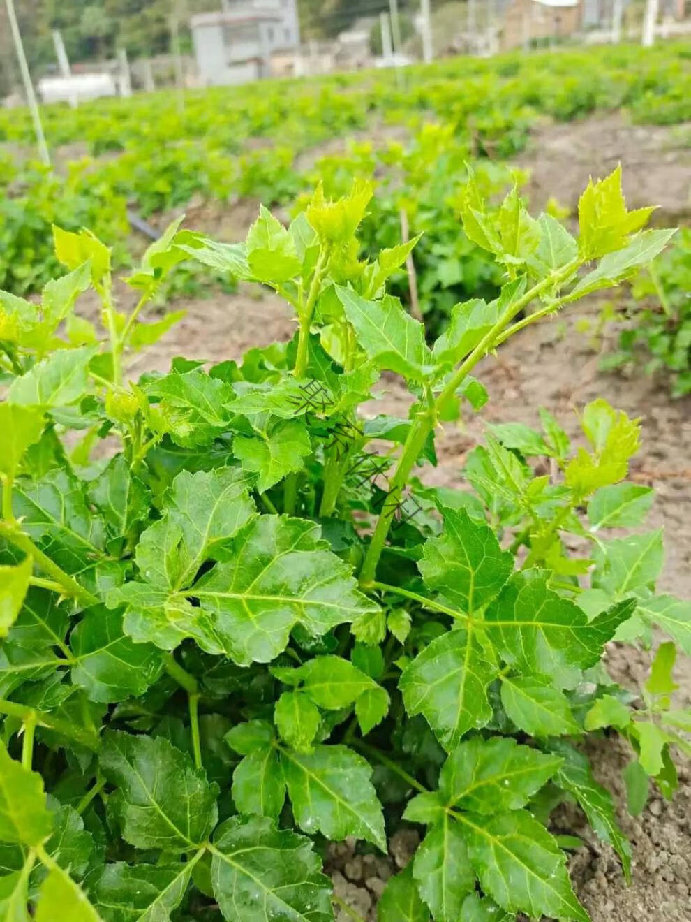 新鲜苦刺心苦刺菜现摘现发簕口菜簕菜农家菜苦菜5斤