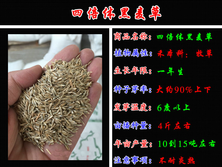 黑麦草种子进口一年生四倍体高产宽叶型冷季牧草籽适口好四季黑麦草