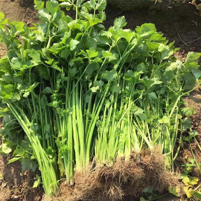 农家自种新鲜土芹菜小香芹鲜嫩露天芹菜水芹菜非西芹 5000g【图片